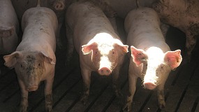 Foto de La crisis de la peste porcina hunde las cotizaciones de la carne de cerdo en origen