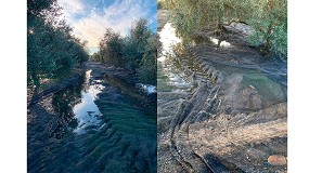 El retraso de la recolecci�n en C�rdoba rebaja la producci�n de aceite de la provincia