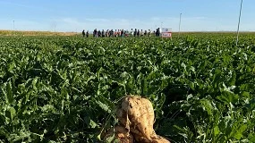 Foto de De la recuperación productiva a la nueva siembra: arranca una nueva campaña de remolacha azucarera con perspectivas positivas