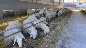 Foto de Descensos anuales del 5,5% en el pienso de ovejas de leche y del 7,5% en el cebo de corderos