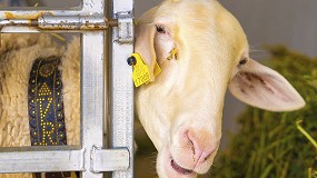 La leche de la DOP Queso Manchego empieza a recuperar valor con una subida del 10,8%