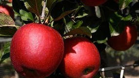 Los manzanos STELLAR ganan la plata en los premios a la innovaci�n SIVAL