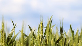 Foto de Tu cereal libre de enfermedades