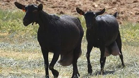 Foto de Caprigran obtiene la autorización para realizar controles lecheros oficiales en Murcia