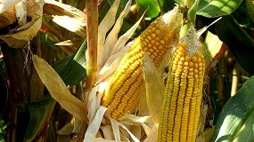 Foto de CNEMA acolhe XVI Congresso Nacional do Milho