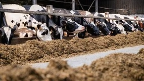 Foto de Duynie, especialista en pulpa prensada de remolacha para alimentación animal