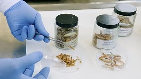 Foto de Insectos para alimentar al ganado: la revolución silenciosa de la nutrición animal