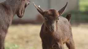 Foto de Cuidar el bienestar de las cabras mejora la producción y rentabilidad de las granjas