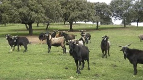 Foto de Ayudas a la bioseguridad en vacuno y caprino extensivo para controlar la tuberculosis
