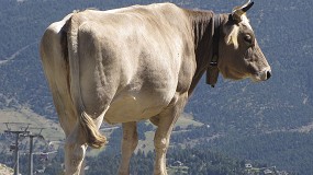 Foto de La UE levanta parte de las restricciones por dermatosis nodular contagiosa en zonas de Espa�a y Francia