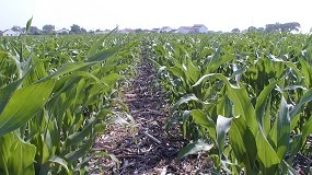 Foto de La CE lanza una consulta sobre la certificación voluntaria para la captura de carbono en suelos agrícolas