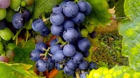 Foto de Castilla y León autoriza 4 nuevas variedades de uva resistentes a mildiu y oídio