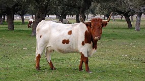 Sanidad y reproducci�n centran las II Jornadas Online sobre las Razas Berrendas