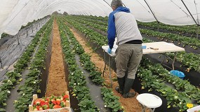 Foto de Un sistema combinado de nutrición foliar logra incrementar hasta un 21,6% la producción de fresa