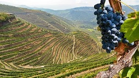Foto de ViniPortugal procura Embaixador da marca Wines of Portugal