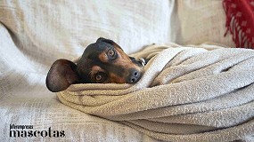 Un invierno acogedor y seguro: claves para cuidar a las mascotas en plena ola de fr�o