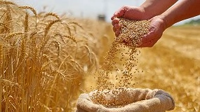 Foto de Seedsight desenvolve solu��o inovadora para an�lise de cereais em tempo real