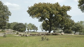 Foto de El Gobierno apuesta por la mejora de la gesti�n del conocimiento en bienestar animal