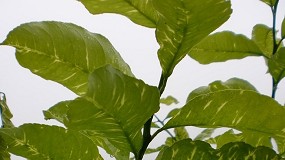 Foto de Detectan la presencia del virus de la clorosis amarilla en c�tricos en la Comunitat Valenciana