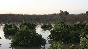 Foto de Inundaciones en Andalucía: fuertes pérdidas económicas en las granjas extensivas