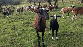 Foto de Viabilidad económica de los métodos sostenibles para el control de los parásitos helmintos en rumiantes