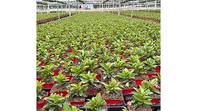 Foto de Gramoflor impulsa sustratos m�s sostenibles con alternativas a la turba