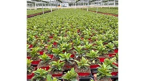 Foto de Gramoflor impulsa sustratos más sostenibles con alternativas a la turba