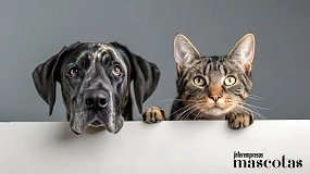 Foto de El agua filtrada potencia la hidratación de las mascotas y previene la aparición de enfermedades