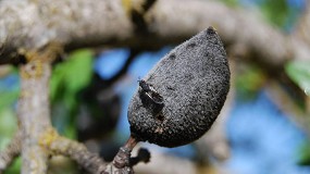 Foto de Uni� de Pagesos reclama mayor acceso a fitosanitarios ante plagas y enfermedades