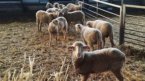 Las cooperativas andaluzas advierten de la alta mortalidad y tasa de abortos de la lengua azul