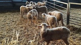 Foto de Las cooperativas andaluzas advierten de la alta mortalidad y tasa de abortos de la lengua azul