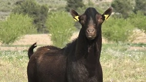 Foto de Aspectos clave para la selección de sementales en la raza Murciano-Granadina