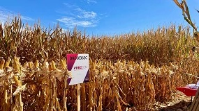Foto de Bayer organiza una jornada sobre el sistema de maíz Preceon en FIMA 2026