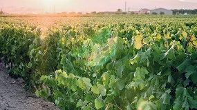 Foto de IWCA presenta la primera recopilación global de proyectos de secuestro de carbono en viñedos