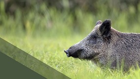 Foto de El comit� cient�fico de la peste porcina concluye su informe preliminar con nueve recomendaciones