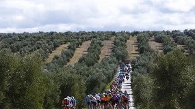 Foto de 'Los gregarios del olivar': BALAM Agriculture se une a la Clásica Jaén Paraíso Interior