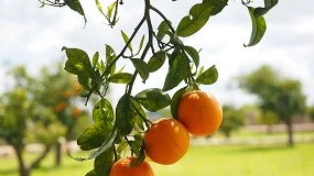 Foto de Bioline Iberia refuerza la citricultura sostenible con Ruralfruit-Innovation