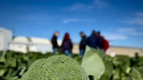 Foto de Un método combina simulaciones digitales y drones para predecir el rendimiento de cultivos hortícolas