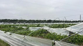 Foto de Freshuelva estima una caída del 50% de las exportaciones por culpa del temporal y reclama ayudas urgentes