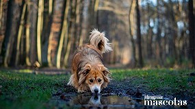 Foto de Cuidados clave para que tu perro sobreviva a la ola de borrascas