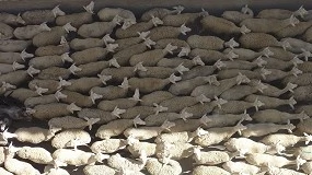 Foto de Alta mortalidad de la ganadería extensiva de ovino y caprino por los efectos del temporal