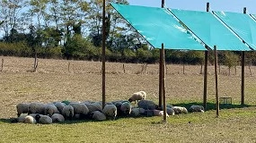 Foto de Paneles solares como refugio ovino: más descanso y permanencia en el pasto