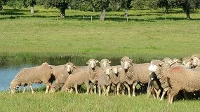 Foto de La IGP Cordero de Extremadura amplía hasta 180 días la edad máxima de sacrificio