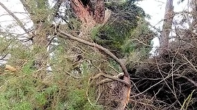 Foto de Produtores florestais exigem medidas ap�s danos da depress�o Kristin