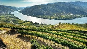 Foto de Tempestades no Douro: viticultores pedem apoio urgente