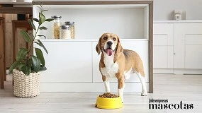 Foto de El sobrepeso en los perros: un problema creciente