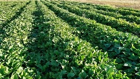 Foto de El IVIA desarrolla siete Proyectos de Cooperación innovadores vinculados al sector agrario y agroalimentario