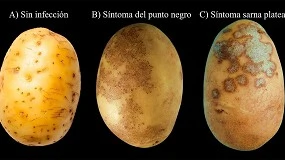 Foto de Susceptibilidad de variedades de patata a Colletotrichum coccodes y Helminthosporium solani