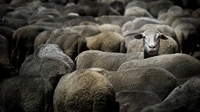 Foto de El encarecimiento de la ternera y el cordero reduce un 80% los envíos para el Ramadán