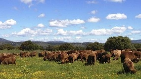 Foto de Apag Extremadura exige el pago “inmediato” de 76 millones en ayudas asociadas ganaderas
